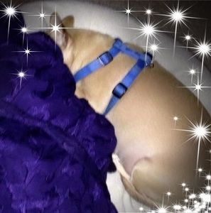 Meet your Posher, Joy